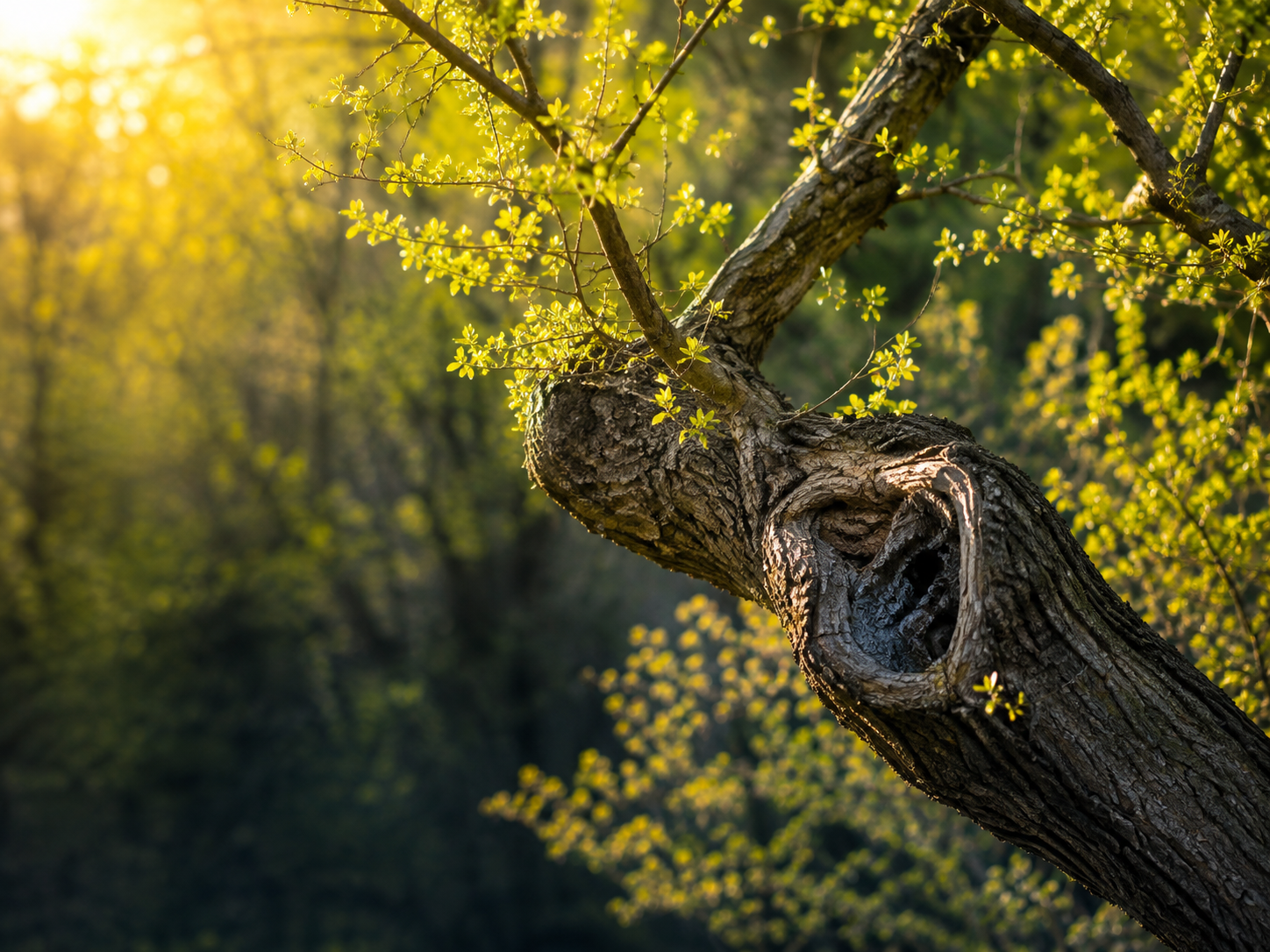 Gnarled tree with fresh spring growth in golden sunlight